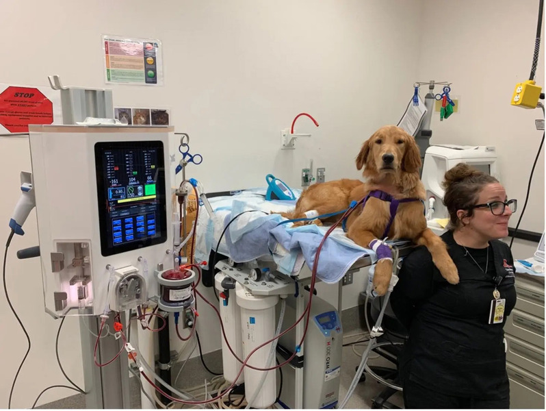 Medium spillane ryc3 opt