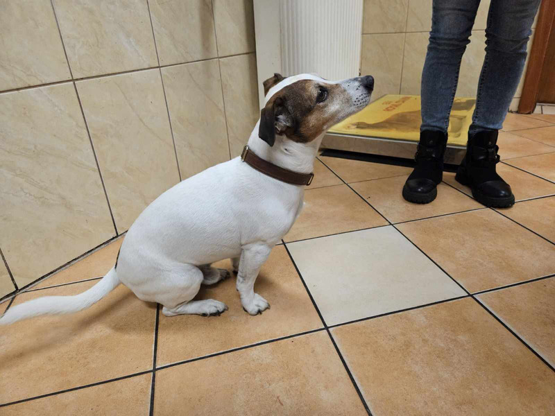 Medium ataksja ryc2 opt