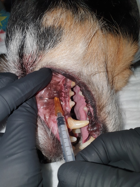 Medium znieczulenie ryc4