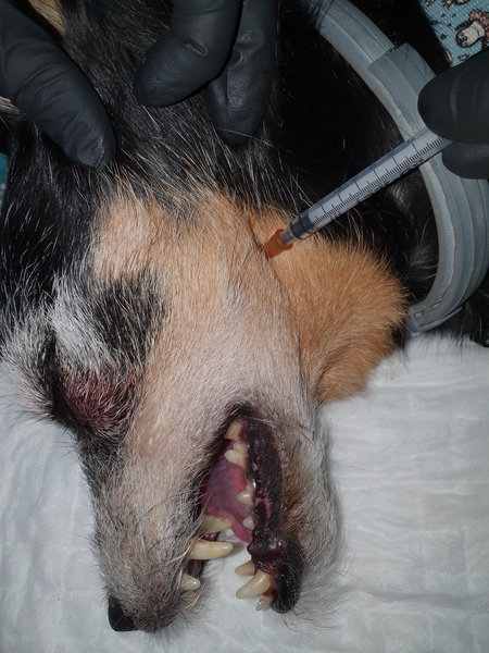 Medium znieczulenie ryc6