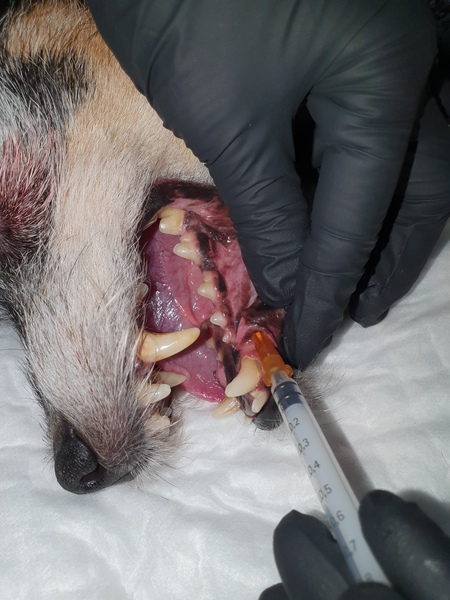 Medium znieczulenie ryc7