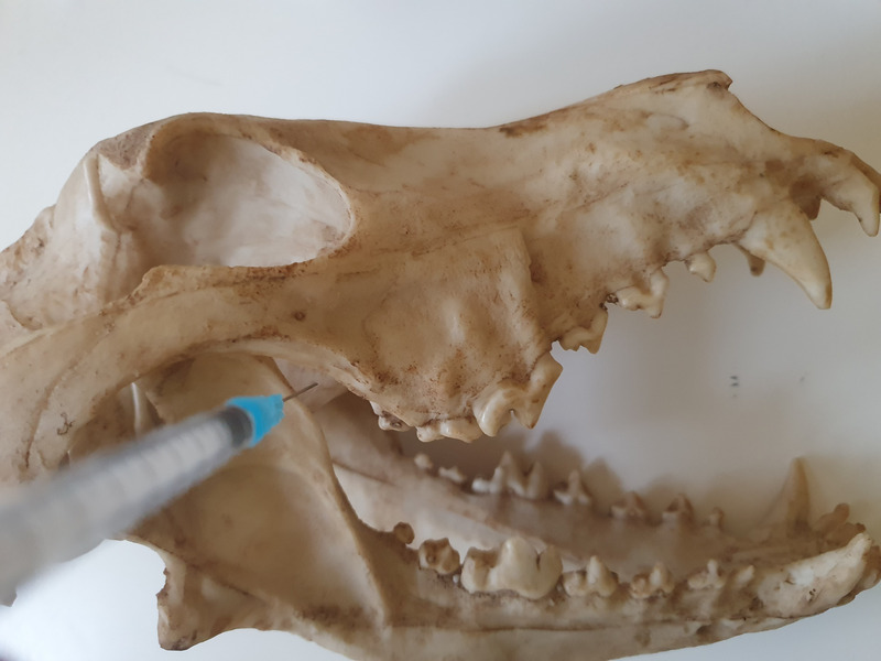 Medium znieczulenie ryc1 opt