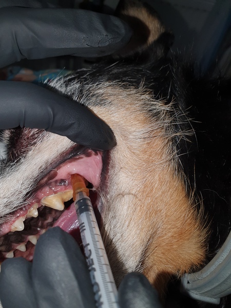 Medium znieczulenie ryc2