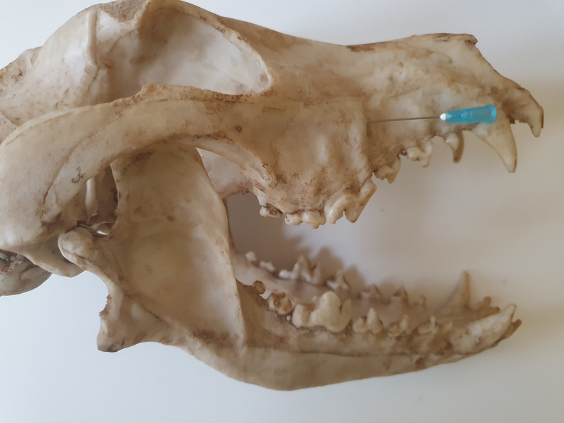 Medium znieczulenie ryc3 opt