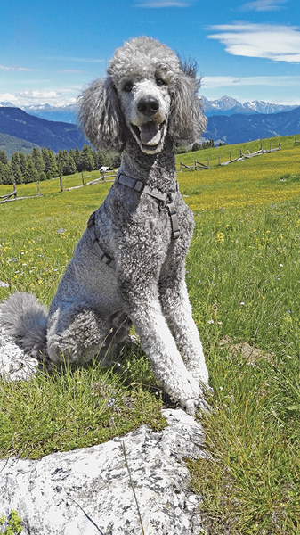 Medium fritz ryc1 opt