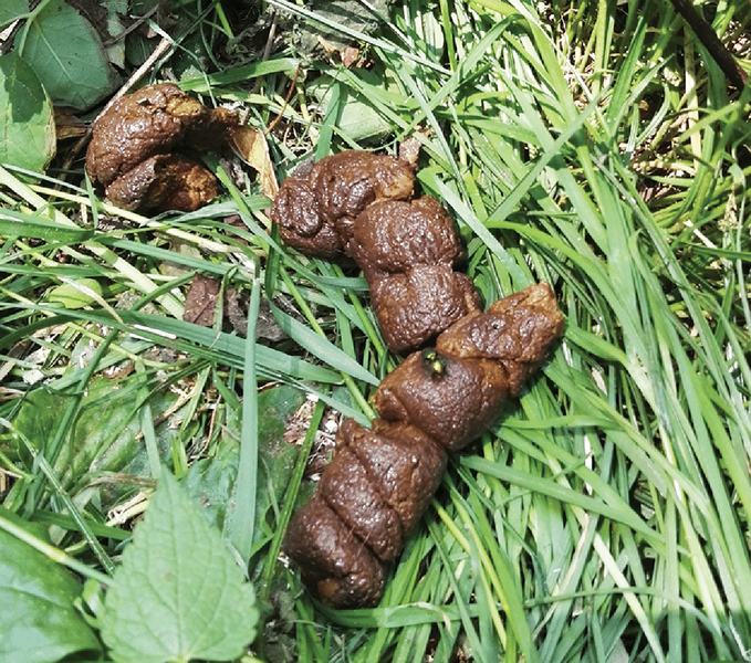 Medium fritz ryc3 opt