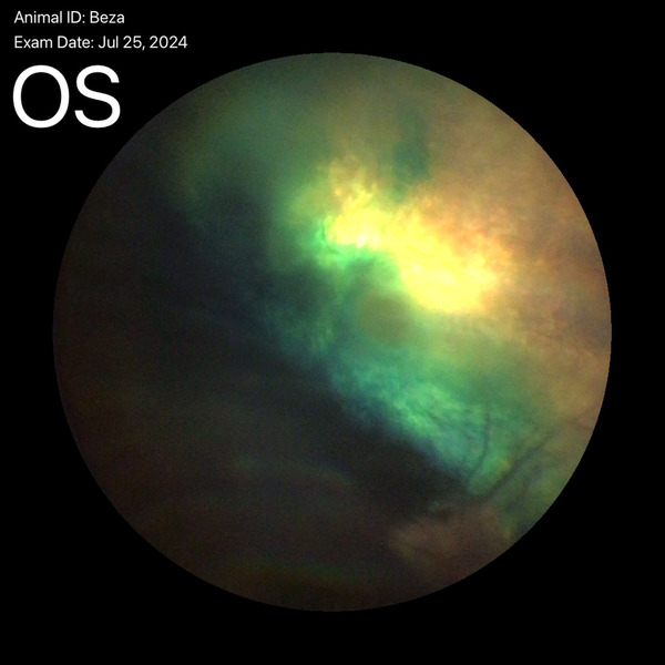 Medium algorytm ryc1 opt