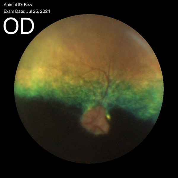 Medium algorytm ryc2 opt