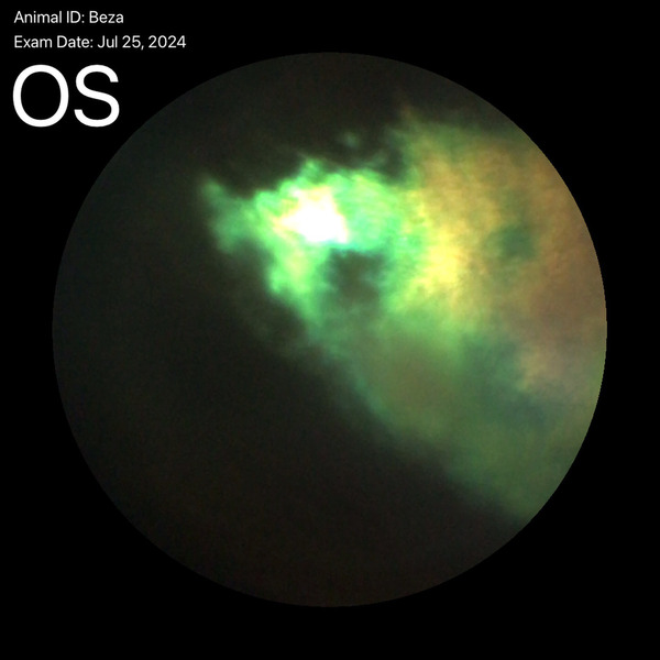 Medium algorytm ryc3 opt