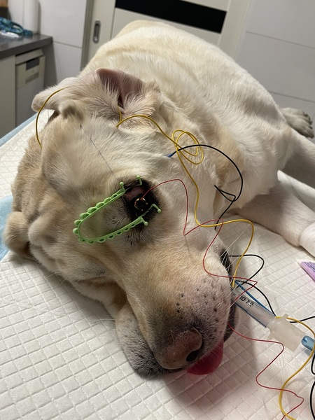 Medium algorytm ryc4