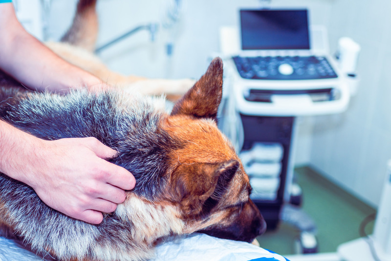 Medium raki ryc2 opt