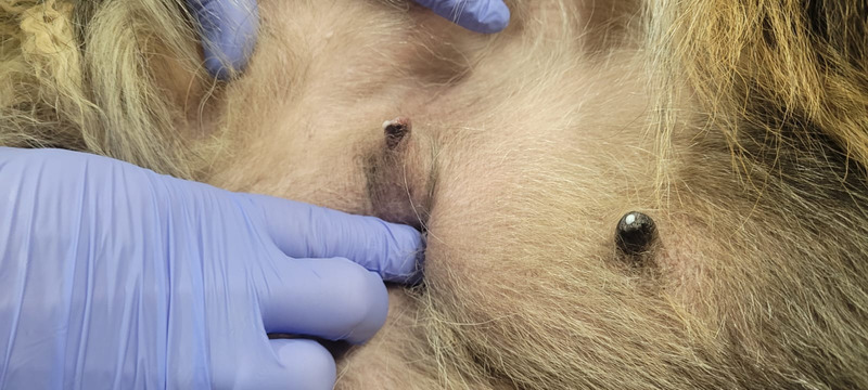 Medium hormonalna ryc2 opt