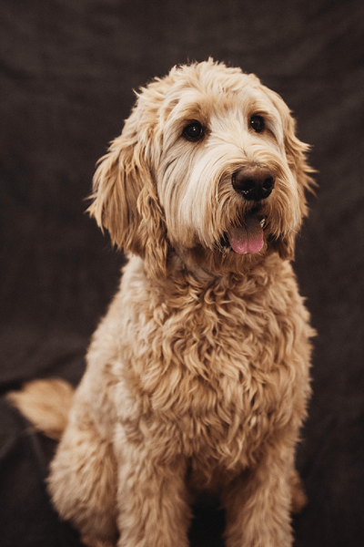 Medium gaylord ryc1 opt