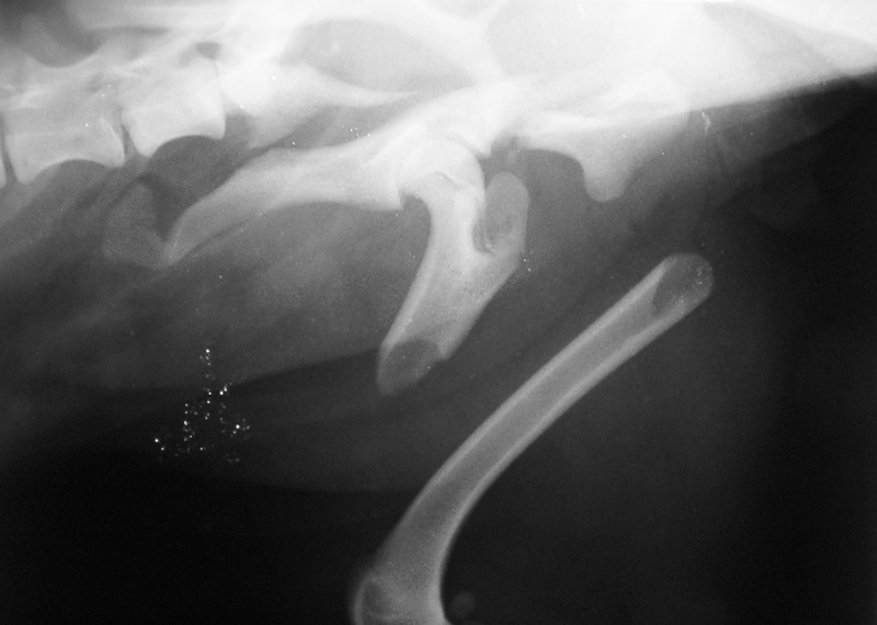 Medium obrazowanie ryc1 opt
