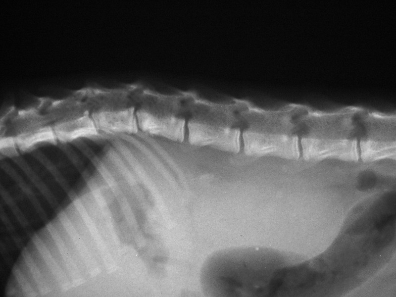 Medium obrazowanie ryc8 opt