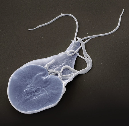 mi ez a pinworm élet parazita nélkül